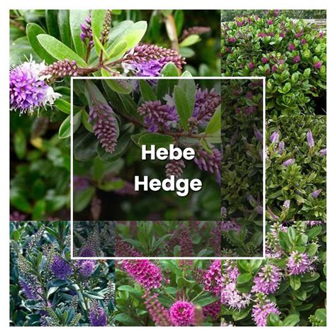 How To Grow Hebe Hedge Plant Care Tips NorwichGardener