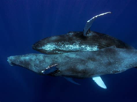 First Ever Photo Of Two Male Humpback Whales Having Sex