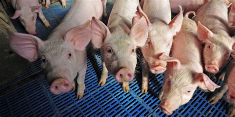 An Introduction To The National Swine Farm Level Biosecurity Standard