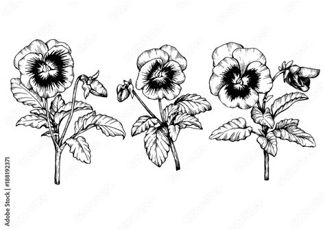 Set Graphic The Branch Of The Garden Pansy Flower Violet Viola