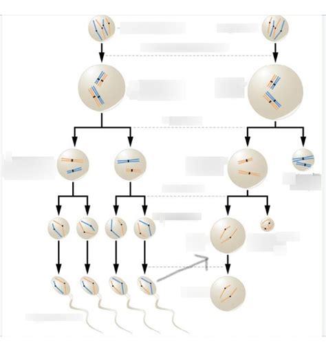 Bio Gametogenesis Diagram Quizlet