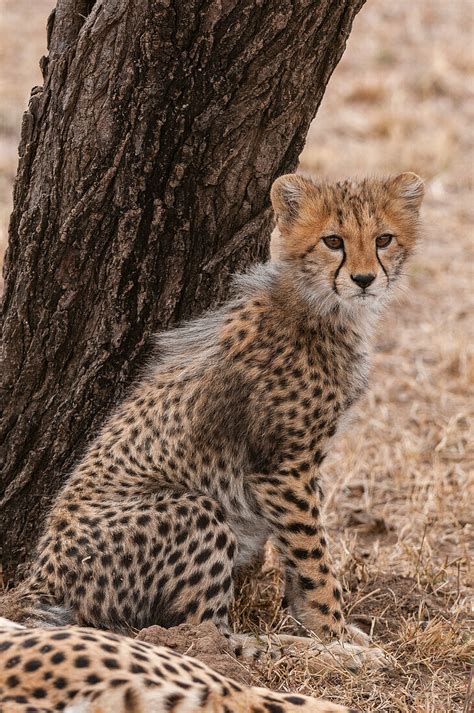 Portrait Of A Cheetah Cub Acinonyx License Image 13836043 Lookphotos