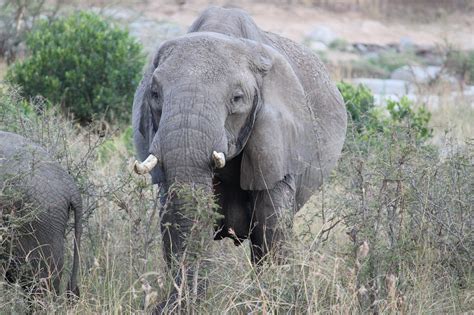 Afrika Safari Tansania Kostenloses Foto Auf Pixabay Pixabay