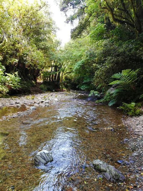 upper waikanae river scene waikanae