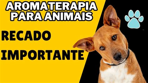 CURSO AROMATERAPIA PARA CÃES Review detalhado Conheça CURSO