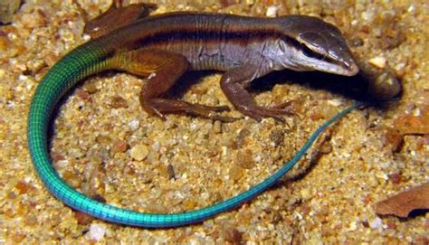Animais Tipicos Do Nordeste - Caatinga: 10 animais do bioma exclusivamente brasileiro | Comportamento ...
