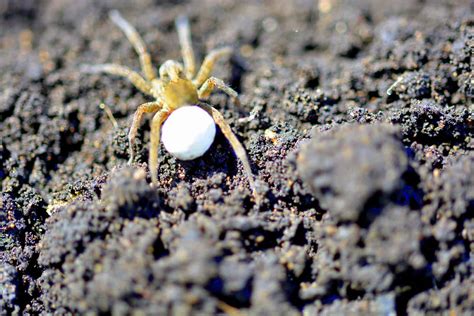 Everything About Spider Eggs In Plant Soil - Positivebloom