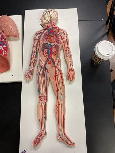 Cardiovascular System Veins Flashcards Quizlet