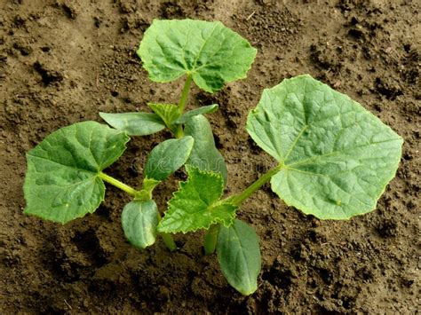 Small cucumber plants stock image. Image of ground, seedlings - 38454435