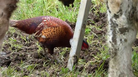 Pheasant Feeding With The Bullocks Youtube