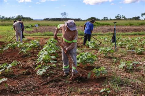 Fazendinha Do Calor Humano Trar Inova Es Bioecon Micas Para