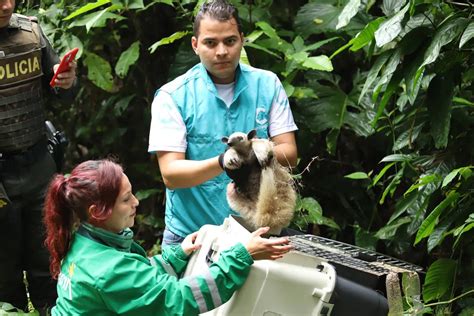 Oso Hormiguero Rescatado De Un Poste De Luz En Bogotá Fue Liberado En