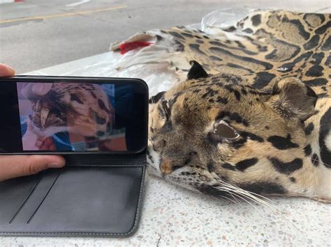 Online Trade In Fresh Clouded Leopard Skin Busted Bangkok Tribune