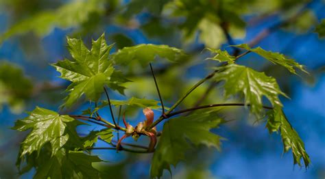 Bildet Tre Natur Gren Blomstre Bokeh Anlegg Himmel Eng Sollys