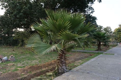 The Best North Carolina Palm Trees For Your Backyard