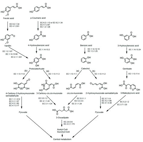 Degradation Pathways Of Benzoic Acid 3 Hydroxybenzoic Acid And The