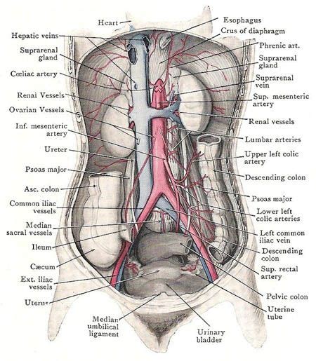 Inferior Vena Cava Portal Vein