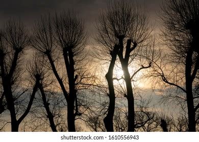10 520 Autumn Naked Tree Images Stock Photos Vectors Shutterstock