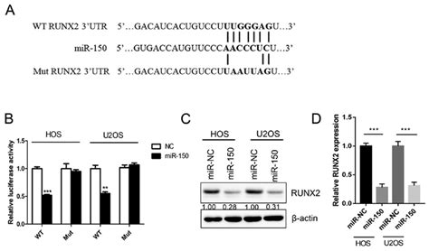 Runx2 Is A Direct Target Of Mir 150 A Diagram Of The Wt And Mut