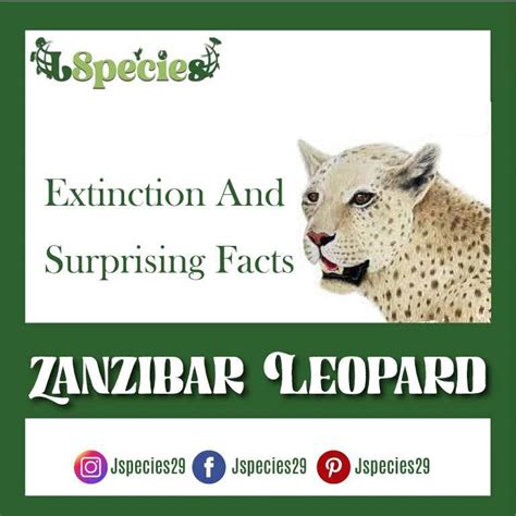 Zanzibar Leopard | Extinction And Surprising Facts