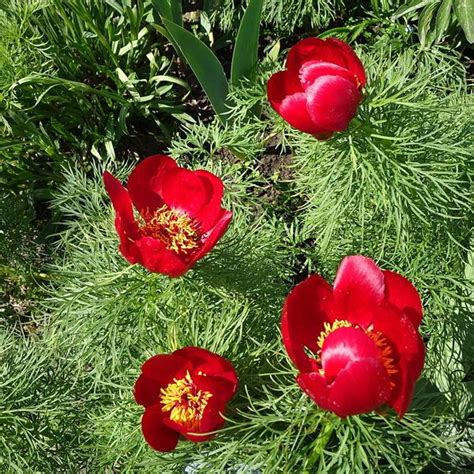 Photo Of The Bloom Of Fern Leaf Peony Paeonia Tenuifolia Posted By