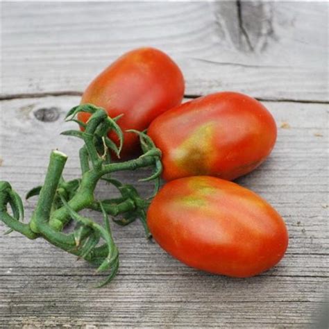 Semences Tomate Prune Noire Bio 50 Graines Ferme De Sainte Marthe