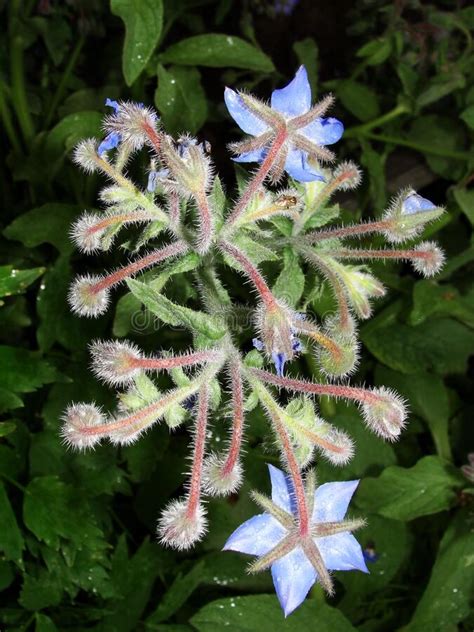 Borago Cucumber Grass Borage Blue Borage Star Flower In The Garden