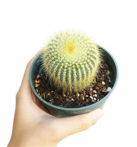 Golden Ball Cactus | Lemon Ball | Yellow Tower For Sale - Succulents Box