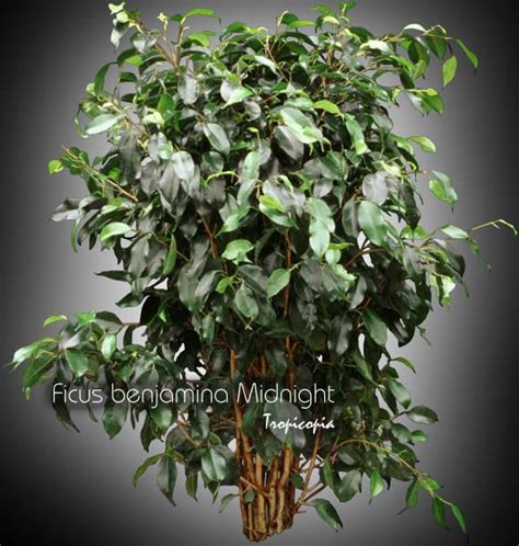 Tropicopia Online House Plant Picture Of Ficus Ficus Benjamina