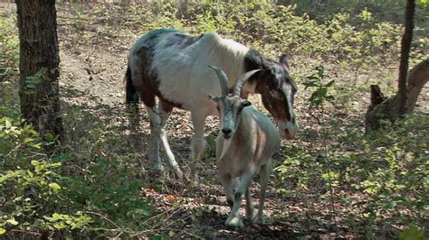 Animal Odd Couples | Meet the Odd Couples | Nature | PBS