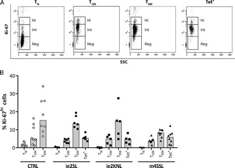 Percentage Ki Hi Cells Within Cd T Cell Subsets In Mcmv Infected