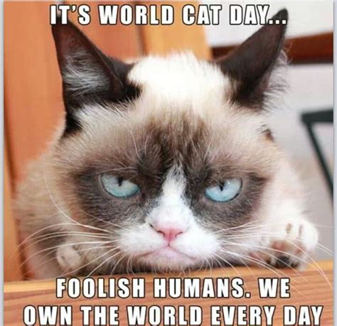 Grumpy Cat Quotes About Work. QuotesGram