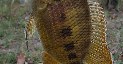 Cichlid Markham Park Sunrise Fl Album On Imgur