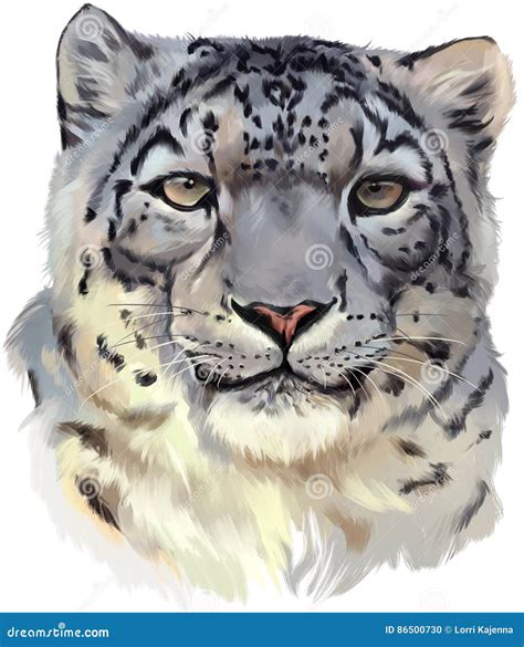 Snow Leopard Watercolor Painting Stock Illustration Illustration Of