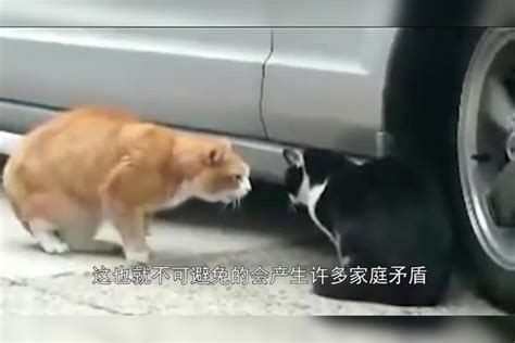 猫咪“出轨”被当场抓包，场面一度混乱，猫：不是，你听我解释！猫咪场面