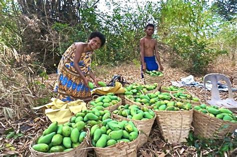 Mango Harvesting Atelier Yuwa Ciao Jp