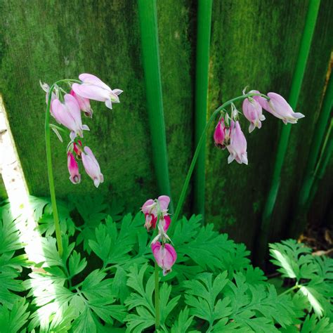 Pin on Pacific Northwest Native Plants