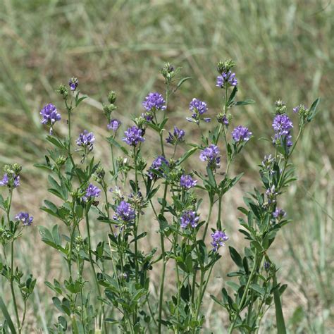 Alfalfa Medicago Sativa PictureThis