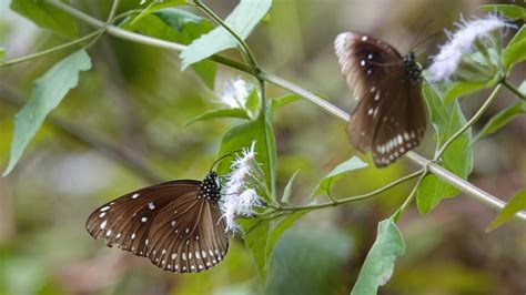 blue spotted crow markeisingbirding