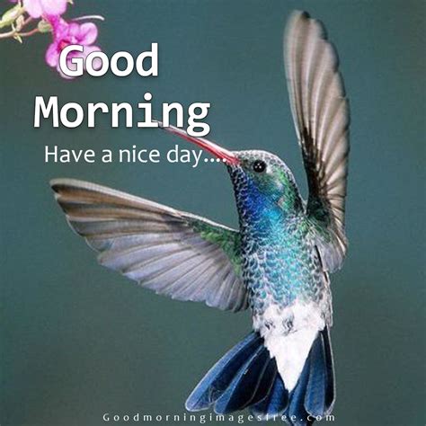 Cute Good Morning Birds Images With Wishes Good Morning Pictures