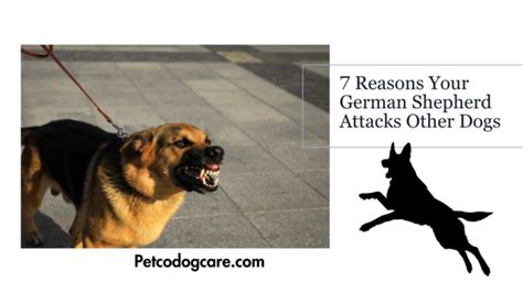 German Shepherd Aggression: Understanding, Preventing, and Managing ...