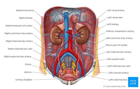 Urinary System Quizzes And Labeled Diagrams Kenhub