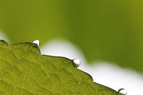 Free Images Water Nature Grass Dew Leaf Flower Wet Environment