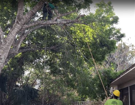 Your Rights Managing Tree Limbs In Florida Effectively Optimum Tree Care