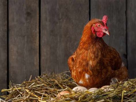 Tips To Help A Broody Chicken British Hen Welfare Trust