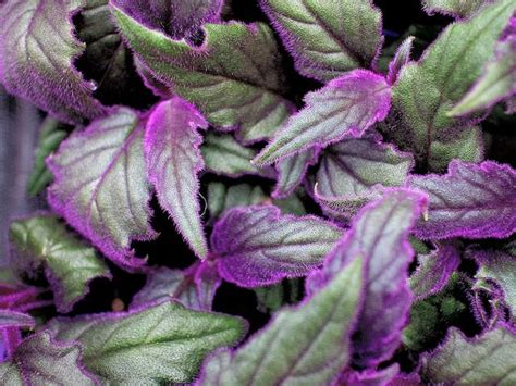 Top 10 Houseplants With Purple Leaves Fiddle And Thorn