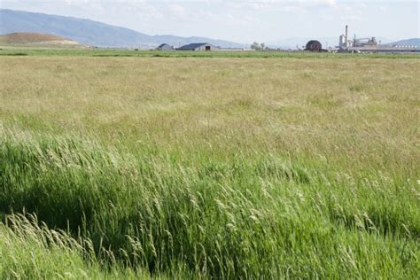 Dryland Pasture Seed Mix Great Basin Seed Drought Tolerant Grass