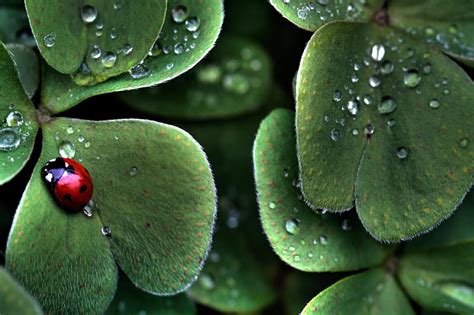 Ladybug Bonito Dew Drops Ladybird Leaf Nature Red Hd Wallpaper