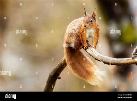 Alert Laktierendes Weibliches Rotes Eichh Rnchen Sciurus Vulgaris Im