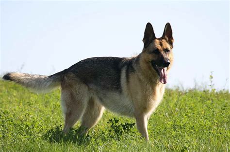 American German Shepherd For Sale | PETSIDI